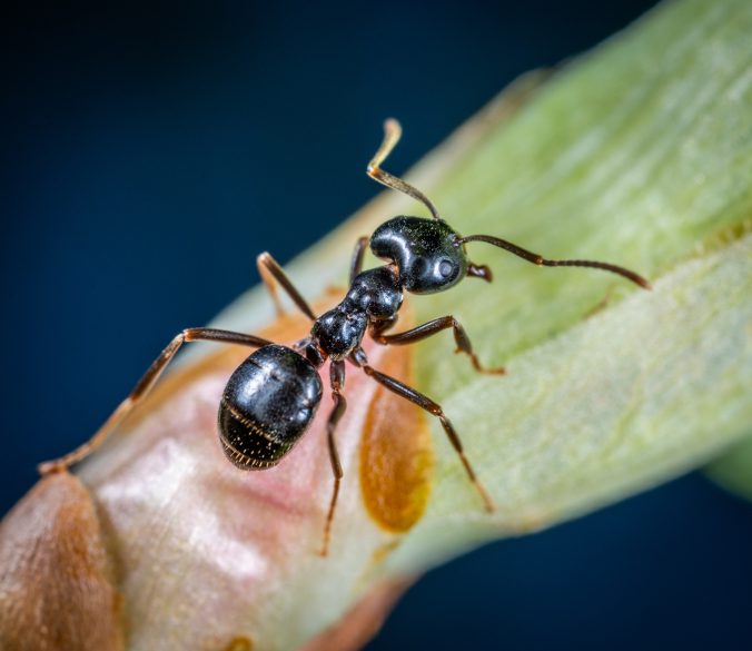 HouseAntEcoDIYPestControl
