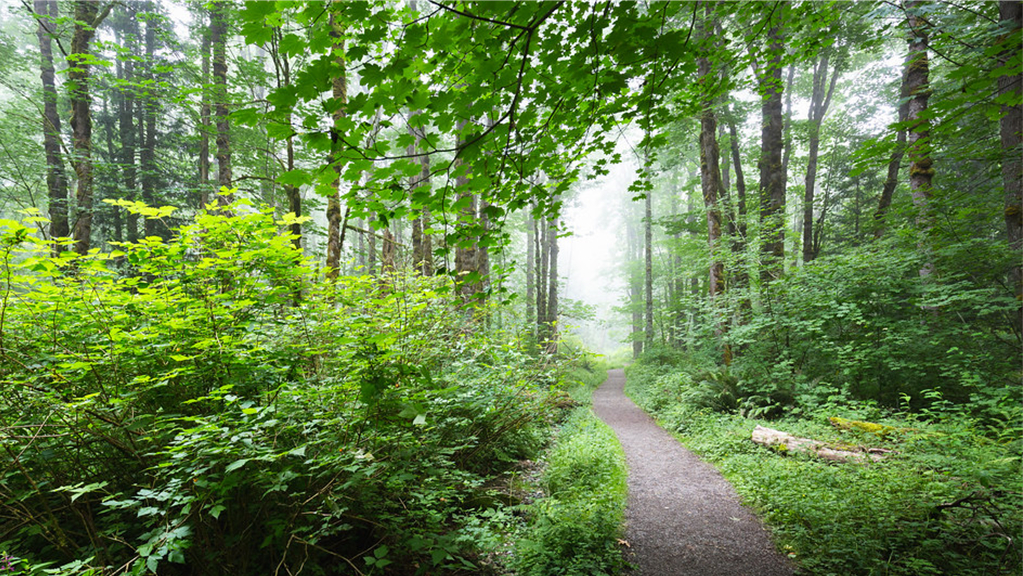 pests in issaquah forests, best pest control near me